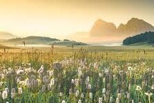 糖心app免登录下载-私享自由，解锁糖心应用的无障碍体验